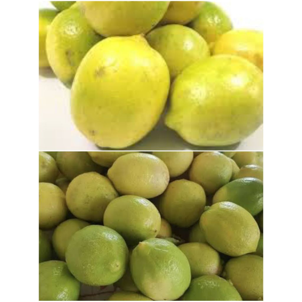 

Buah Lemon Lokal Fresh Petik Pohon 1 Kilo Untuk Diet Dan Kesehatan