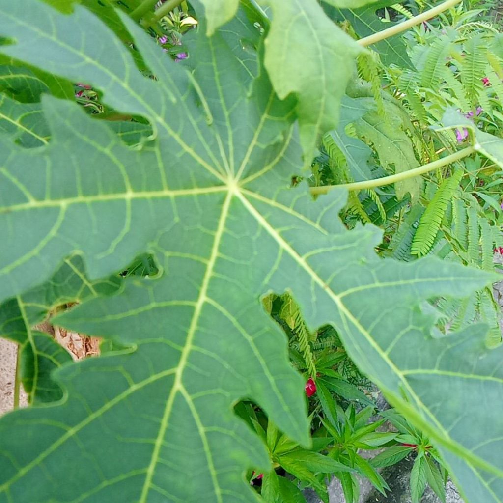 

Daun pepaya