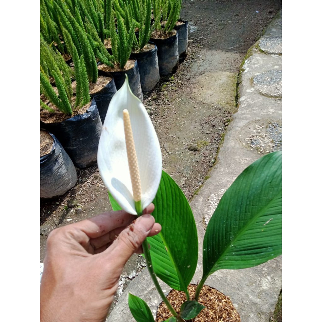 tanaman peace lily atau sepatu film bangkok