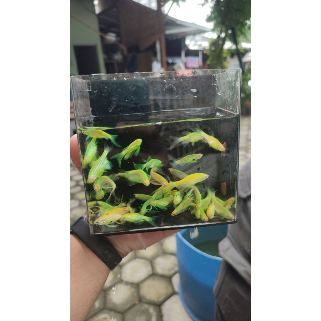 Danio Slayer Hijau