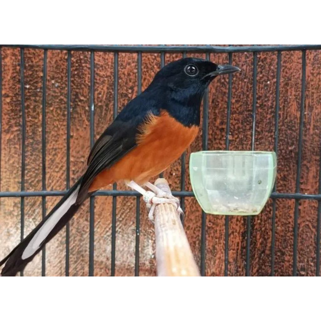 

Telur Burung Murai Batu Siap Tetas 100% fertil
