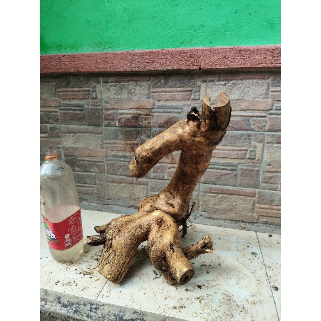 bahan dongkelan wahong gunung bogel batang tua