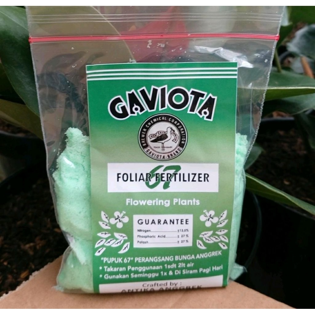 gaviota 67 perangsang bunga anggrek