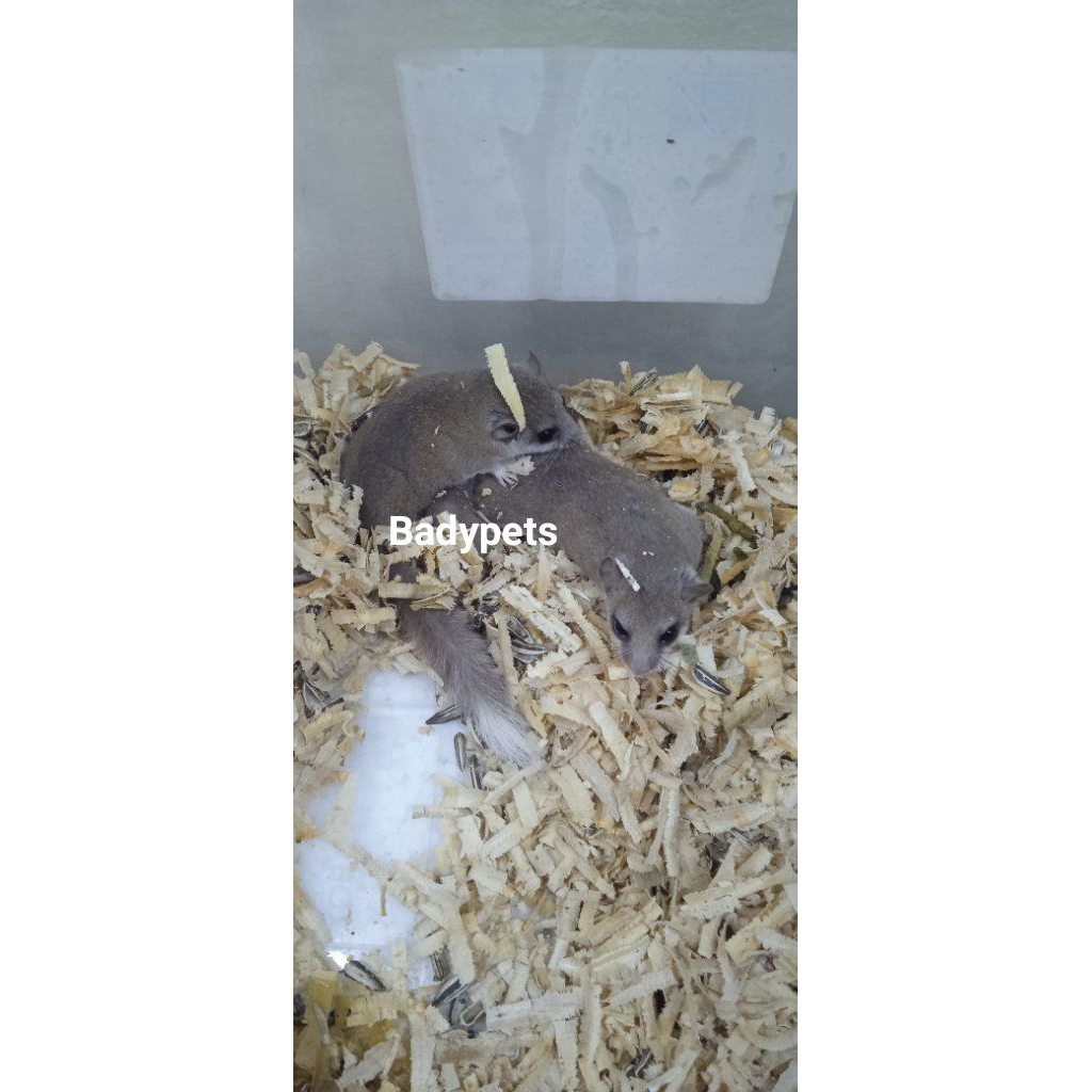 African Pygmy Dormice Sepasang Indukan