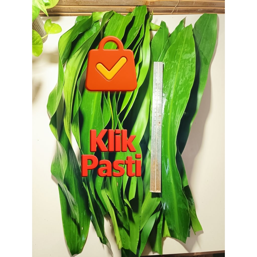 

DAUN ANDONG / HANJUANG SULTAN – RAHASIA BACANG WANGI & LEZAT!