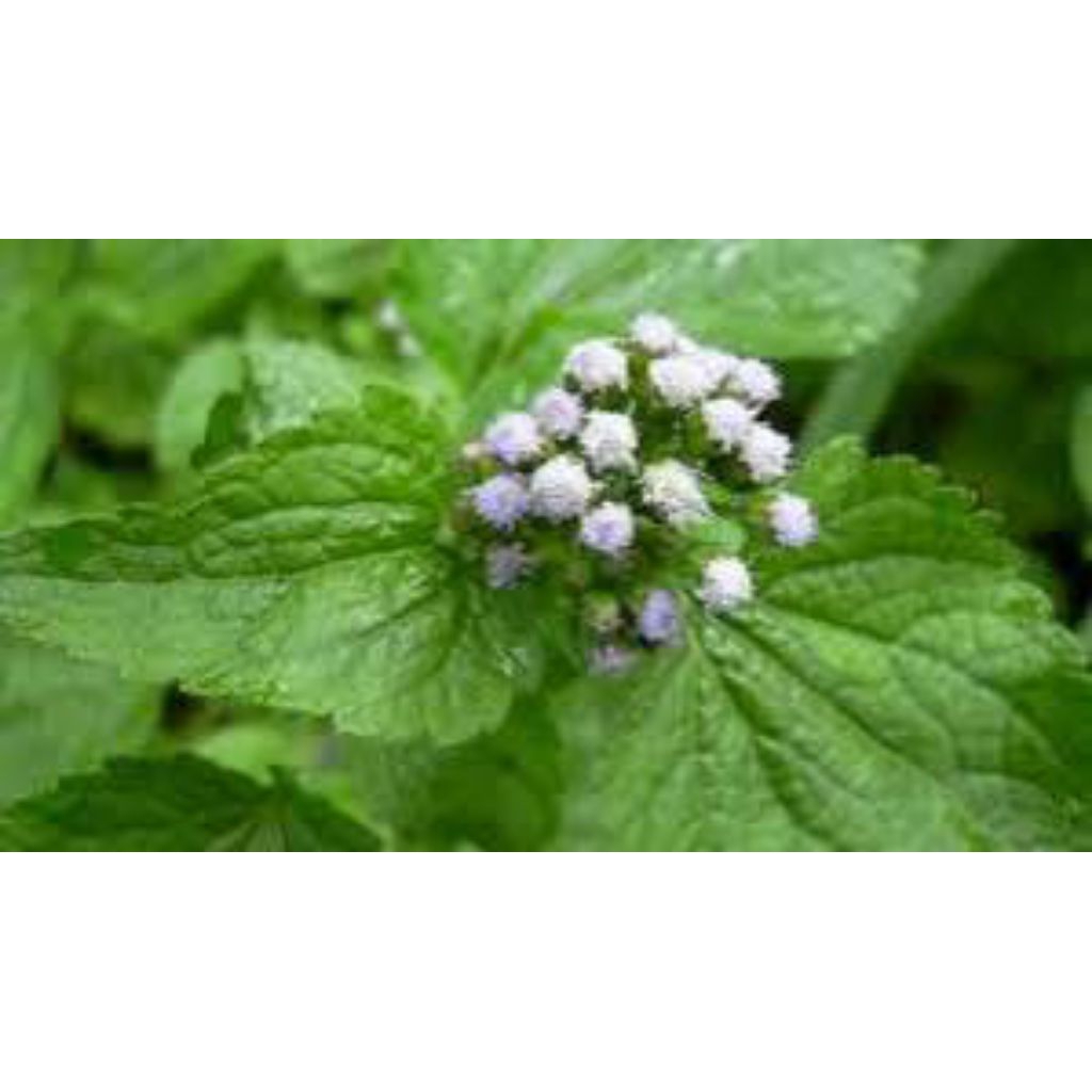 

daun bandotan segar 1kg