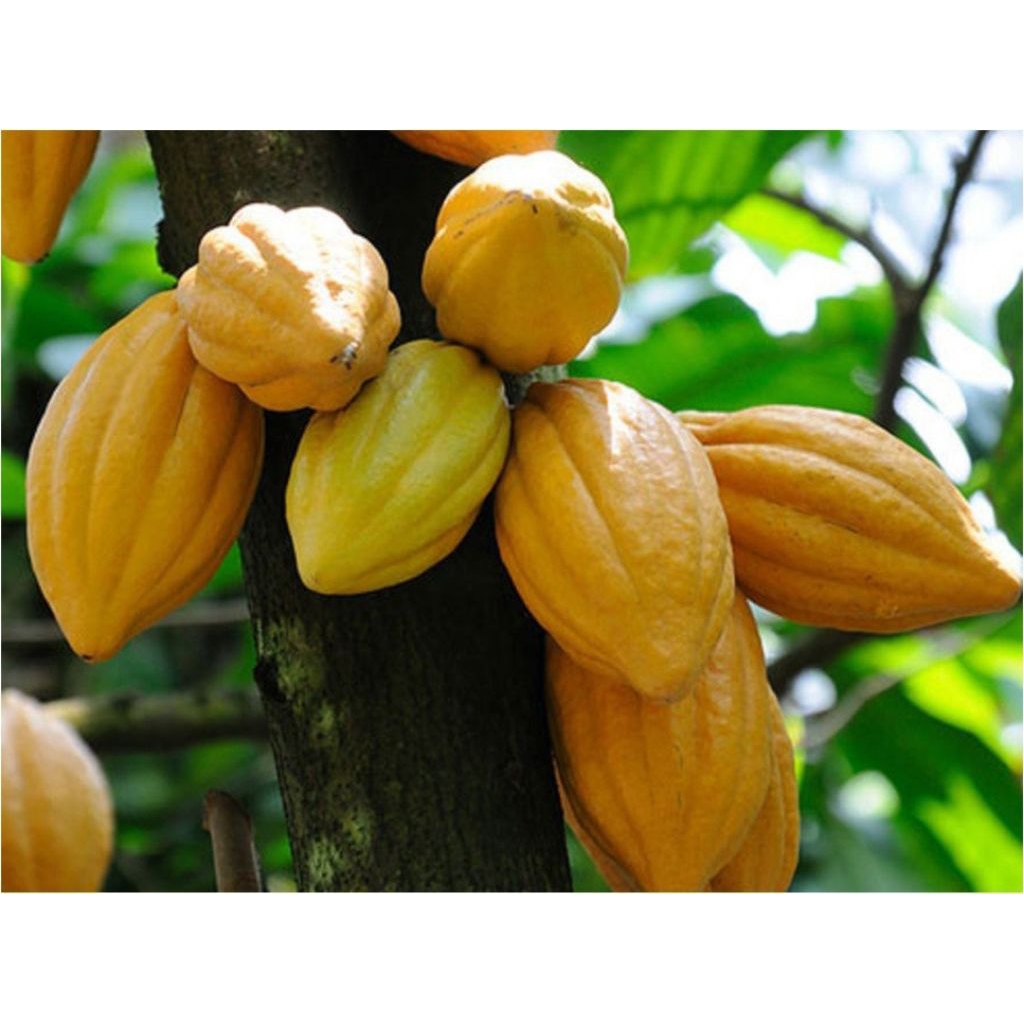 

Buah Coklat/Buah Kakao Matang Segar Di Petik Langsung