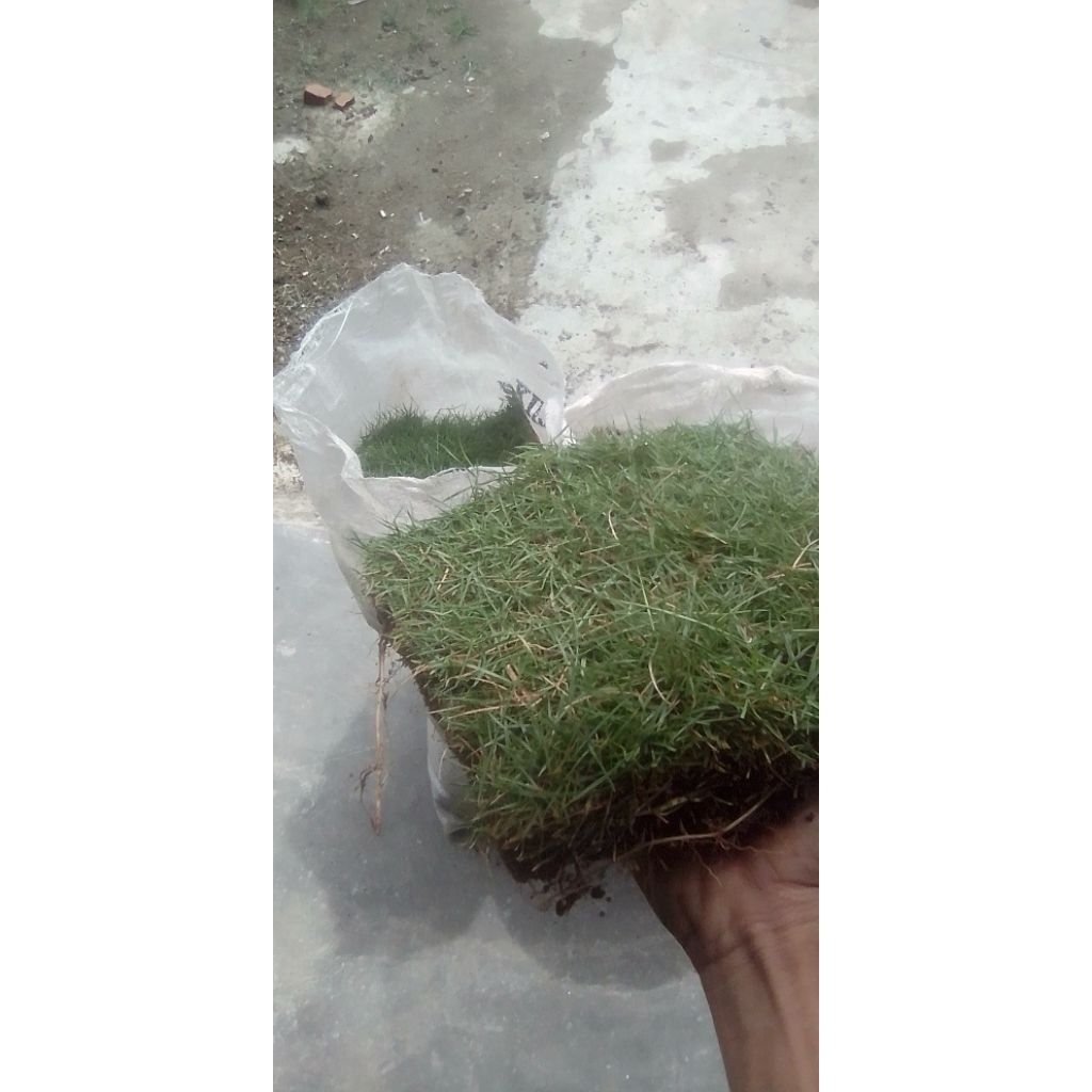 rumput Jepang asli hidup per meter