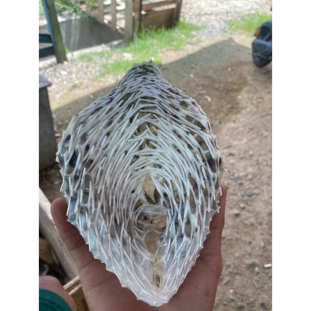 

kulit buntal
