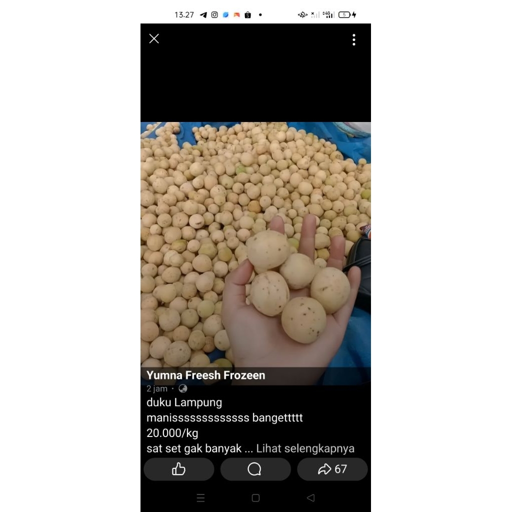 

Duku palembang