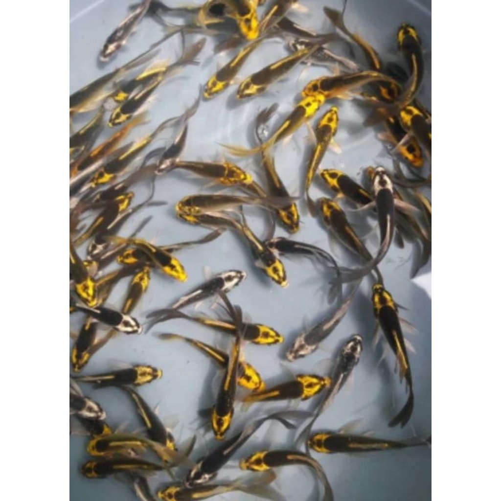 paket 10 ekor koi metalik slayer kumpay