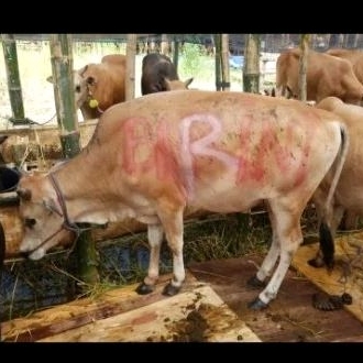 

sapi qurban sapi qurban murah hewan qurban murah sapi qurban 10jt sapi murah sapi qurban surabaya sapi qurban sidoarjo