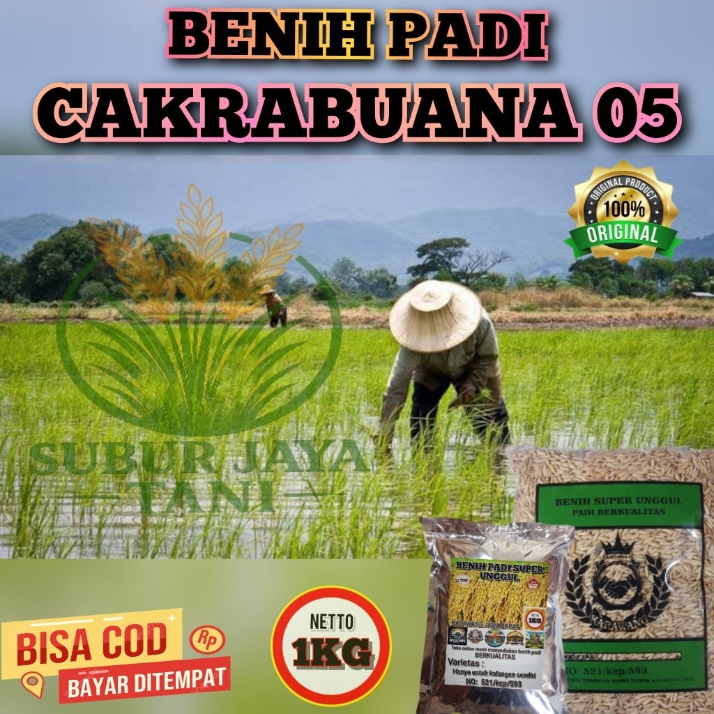 (1KG) Benih Padi CAKRABUANA 05 Bibit Padi kualitas super unggul