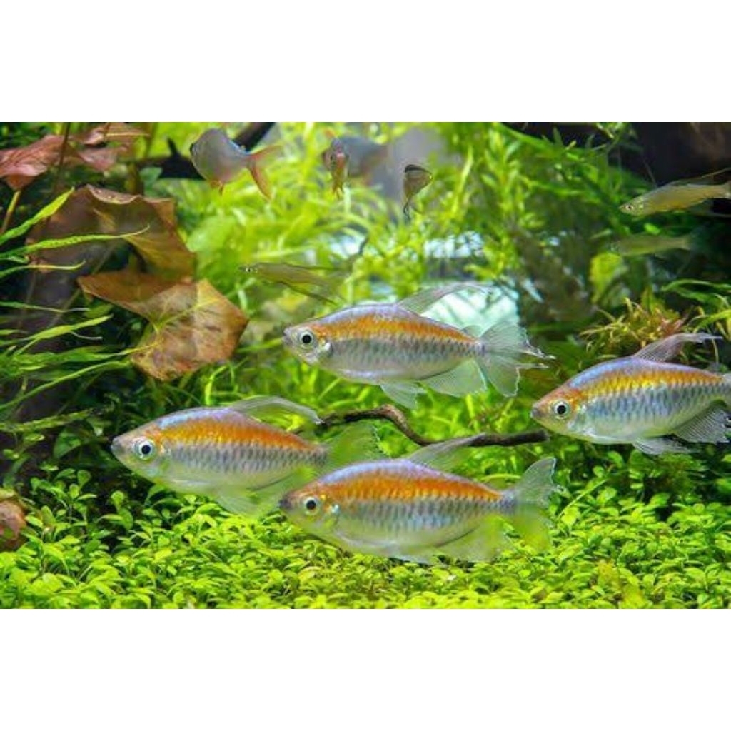 congo tetra size 2 cm