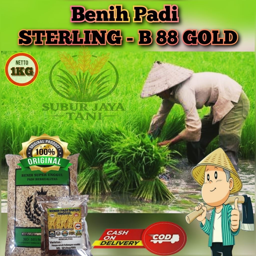 (1KG) Benih Padi HIBRIDA STERLING - B 88 GOLD Bibit Padi super unggul kualitas premium