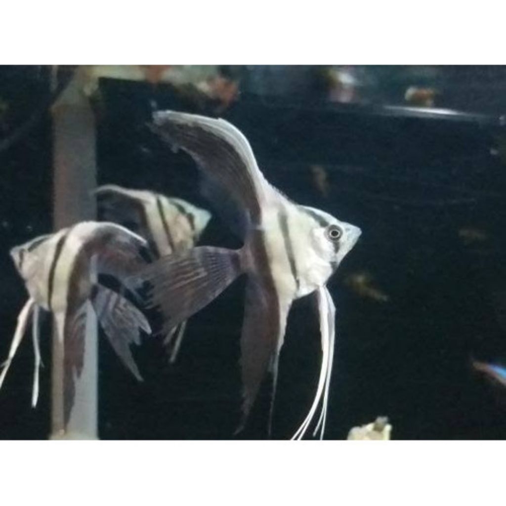 manfish bw slayer size m