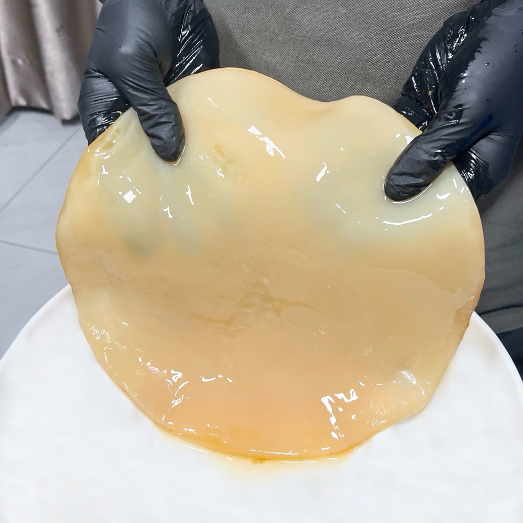 

scoby kombucha diameter 14