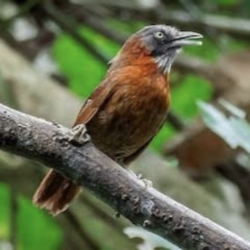 Burung Tepus Kepala Abu
