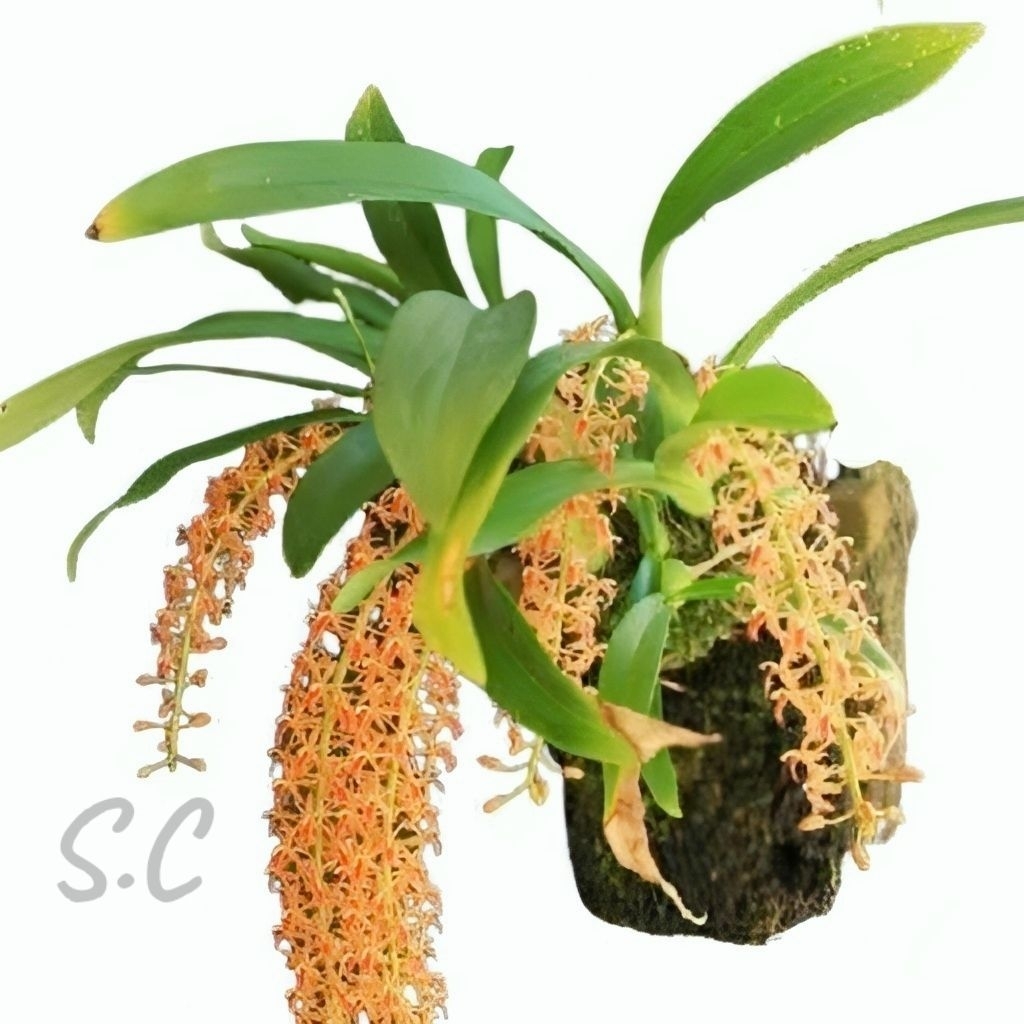 Anggrek Liparis Bunga Kuning/Tanaman Hias Bunga kuning Anggrek liparis