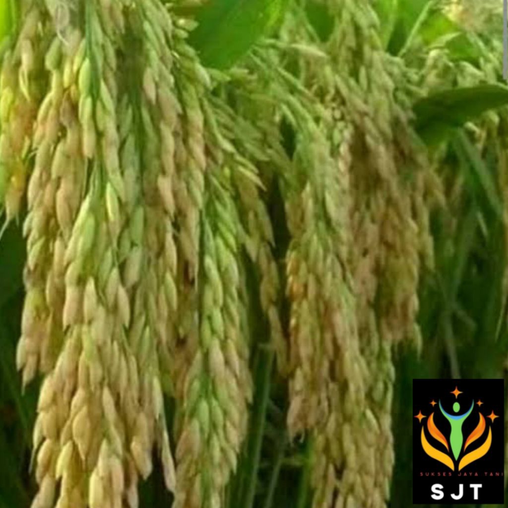 Bibit Padi Unggul TONGKOL 2 Super Kualitas Unggul Kemasan 5Kg