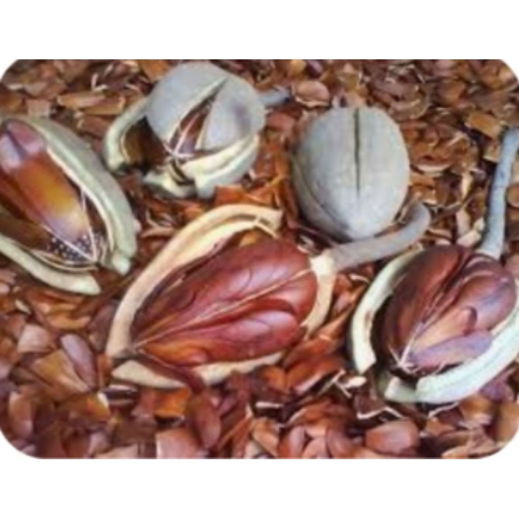 

BIJI MAHUNI TENSI DARAH TINGGI INFEKSI