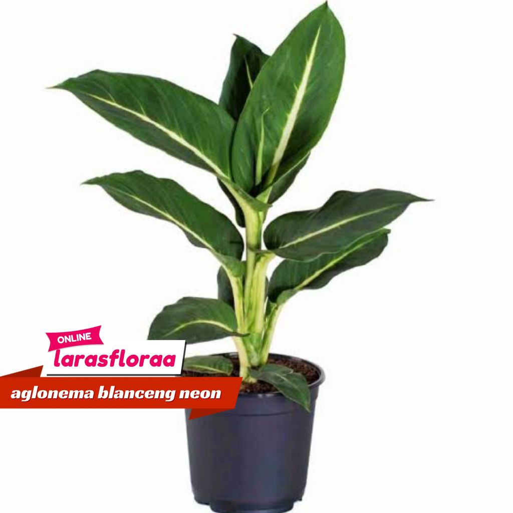 ( BISA COD ) TERMURAH Aglonema Neon - Aglaonema Blanceng Neon / Tanaman Hias Aglonema Neon Bunga Hia