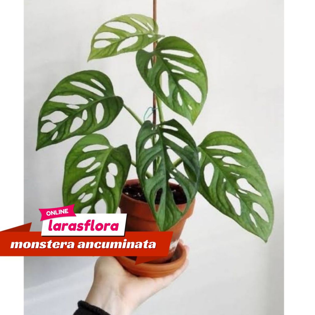 (BISA COD) Tanaman Hias Janda Bolong ancuminata monstera janbol tanaman merambat / Tanaman Janda Bol