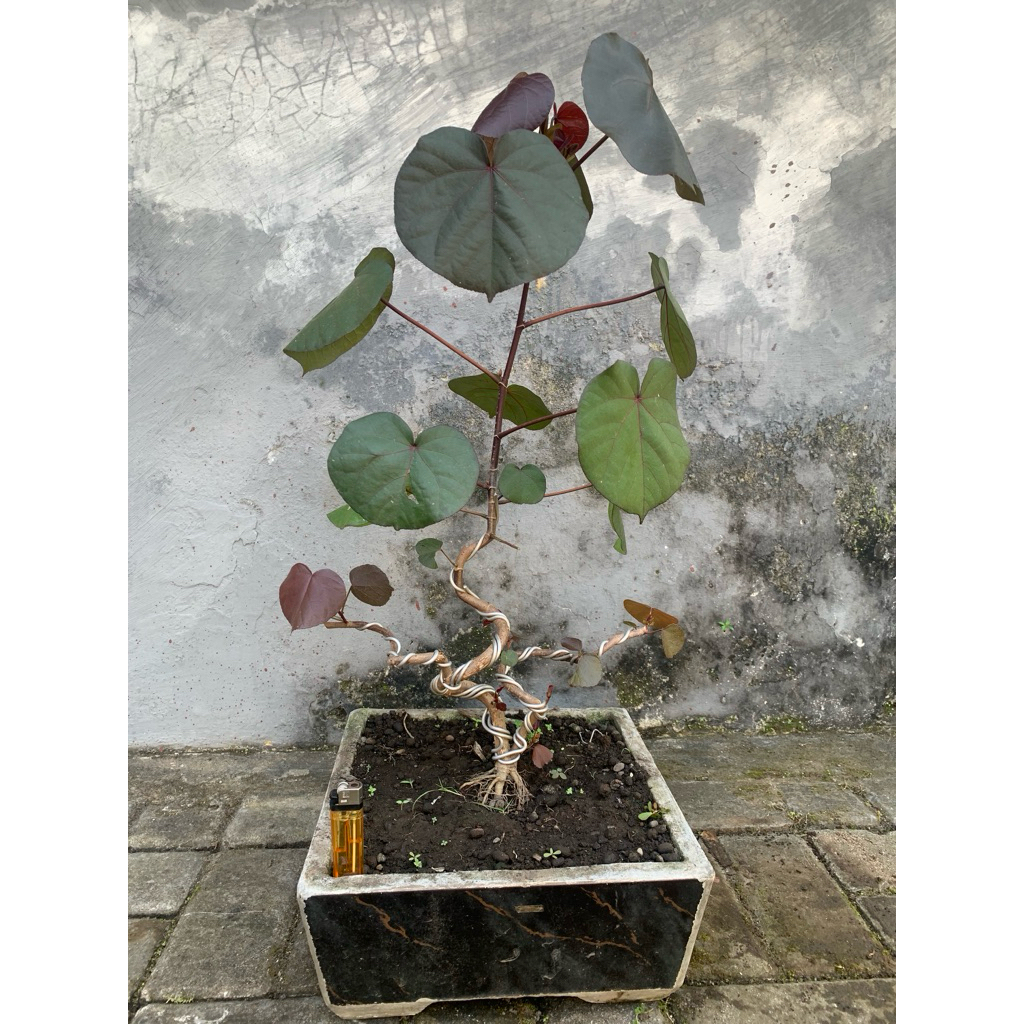 bonsai waru merah