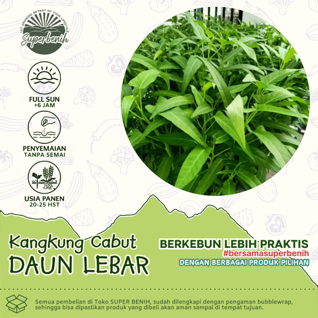 [300 Biji] Benih KANGKUNG DAUN LEBAR, Bibit Kangkung Unggul - Biji Sayuran Kangkung Cabut Hidroponik