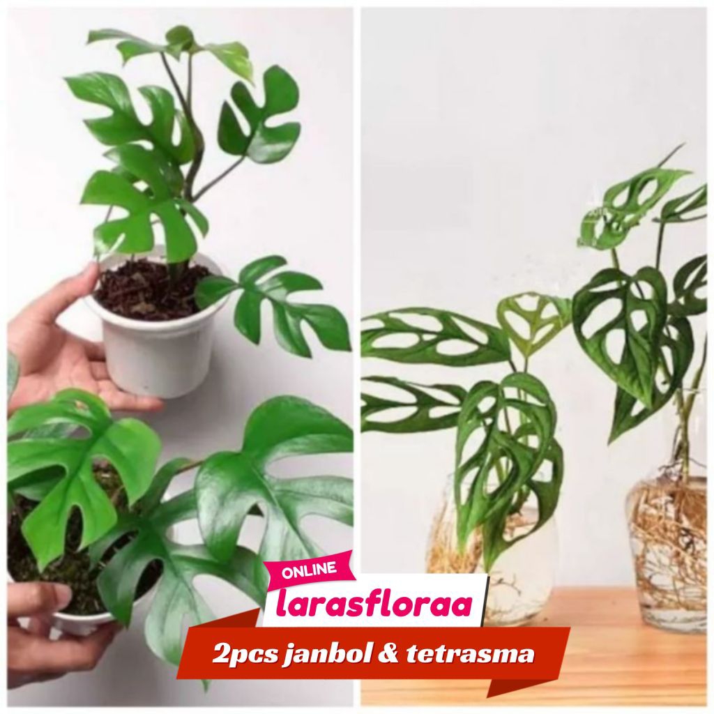 ( BISA COD ) PAKET 2 Tanaman Hias Monstera Tetrasperma & Monstera Janda Bolong Jandbol / Bunga Hias 