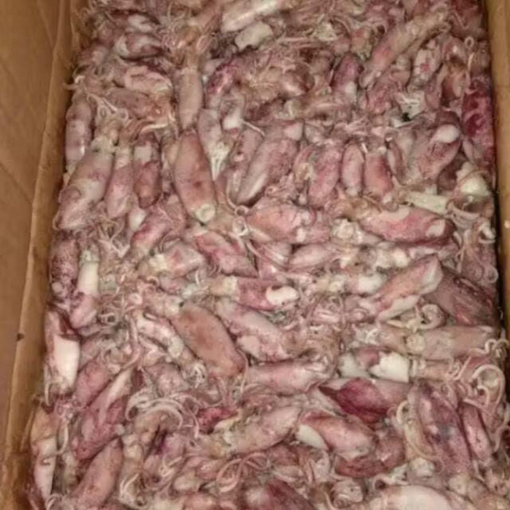 

FISCES BABY CUMI TELOR 1 KG/BABY CUMI PREMIUM