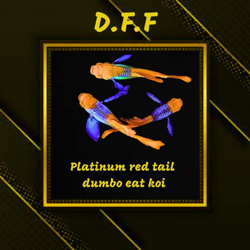 

BOX STEROFOAM-PRTDE K0I