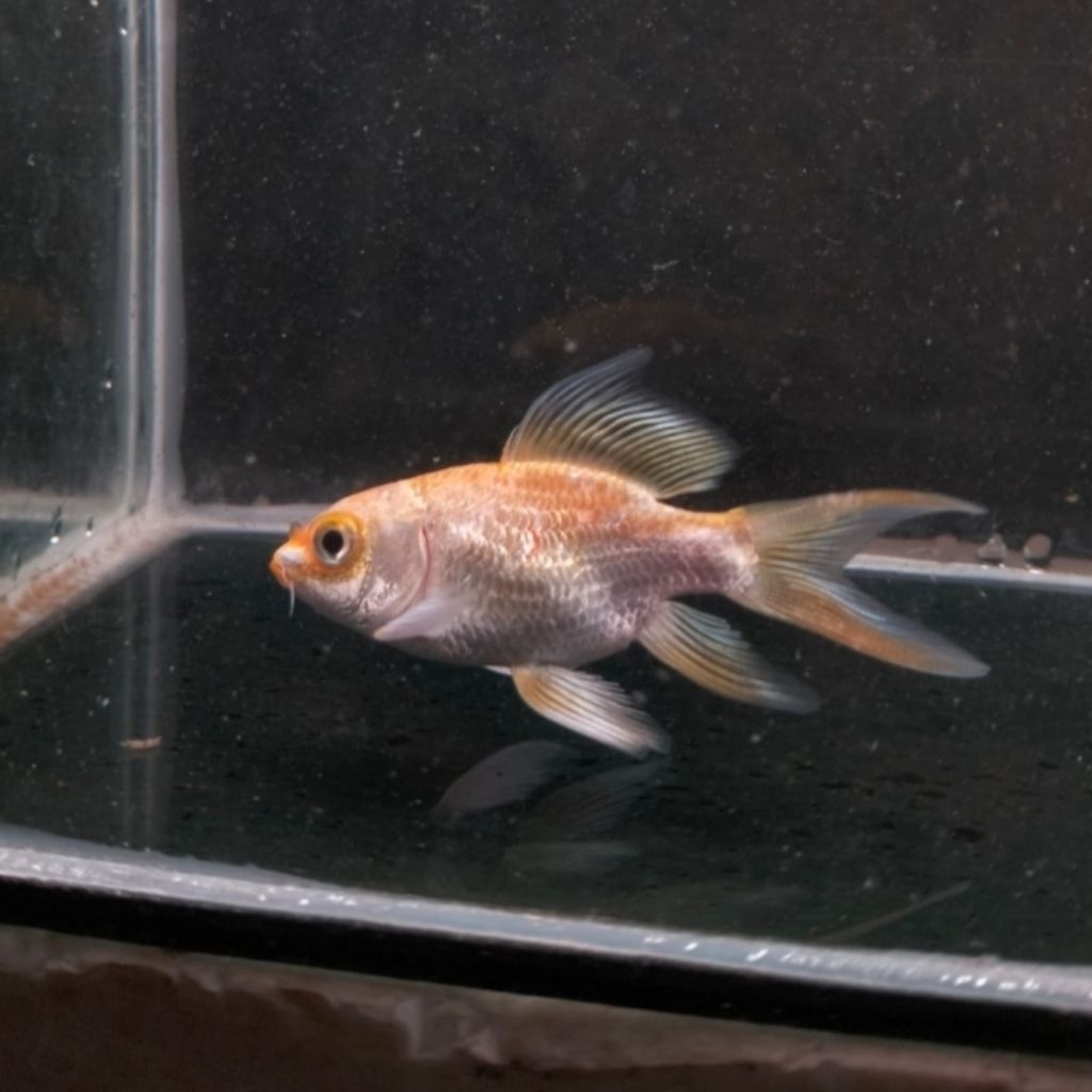 Hudielong Gold 24k koi Butterfly Dragon Short Body Slayer Long Fin