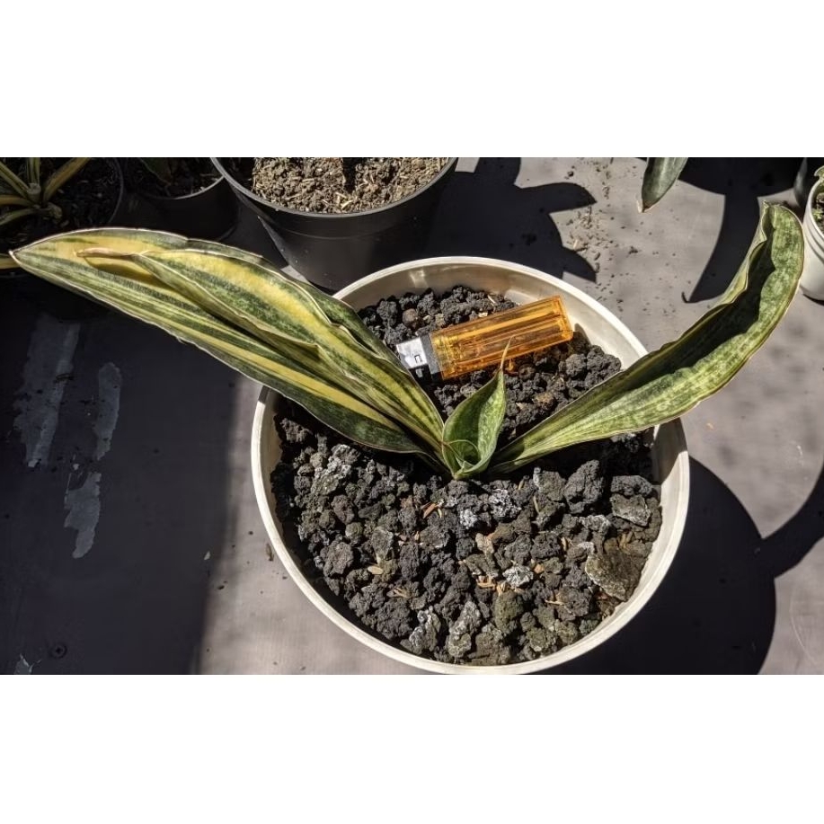 Sansevieria HBG Varigata