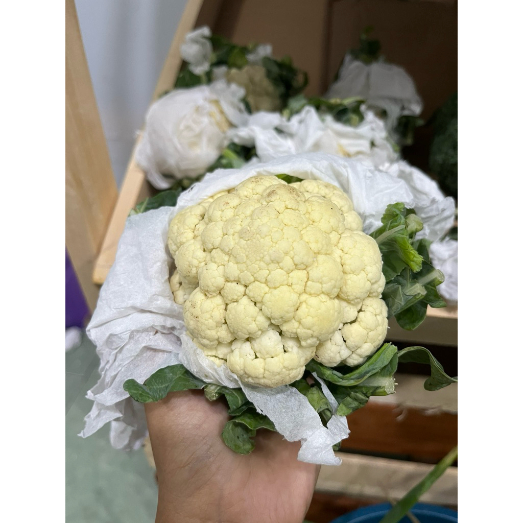 

kembang kol / bunga kol