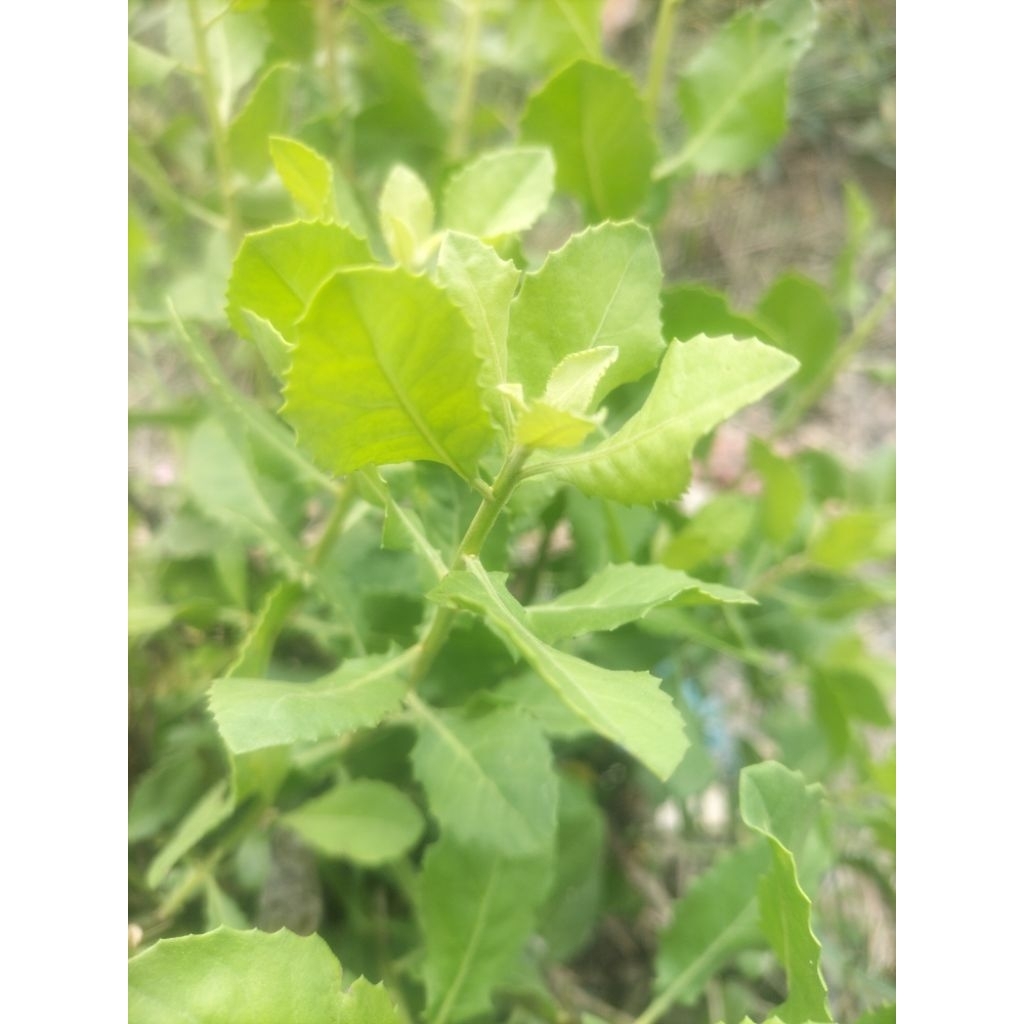 

Daun Herbal Beluntas Segar