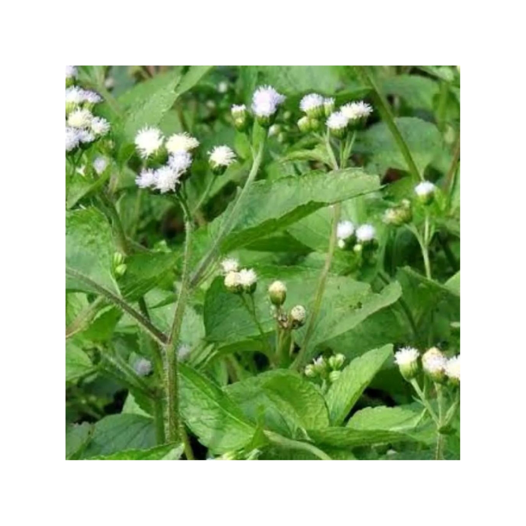 

Daun bandotan