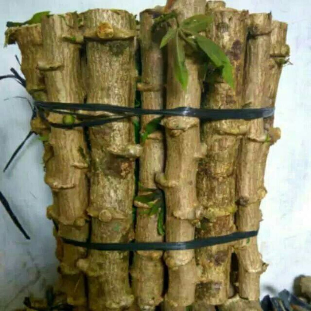 

30cm bibit singkong mentega 5 batang // singkong sayur kualitas super