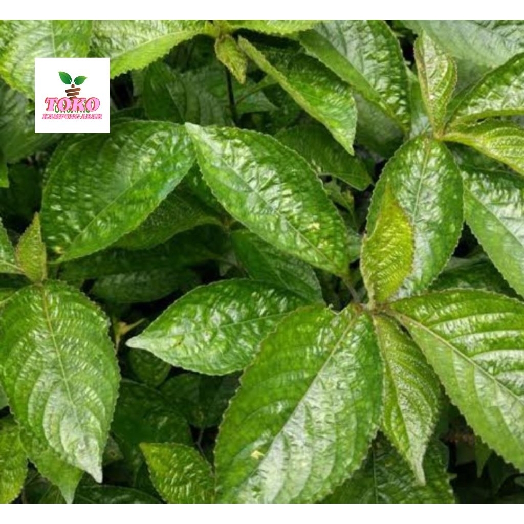 

daun keji beling 1kg