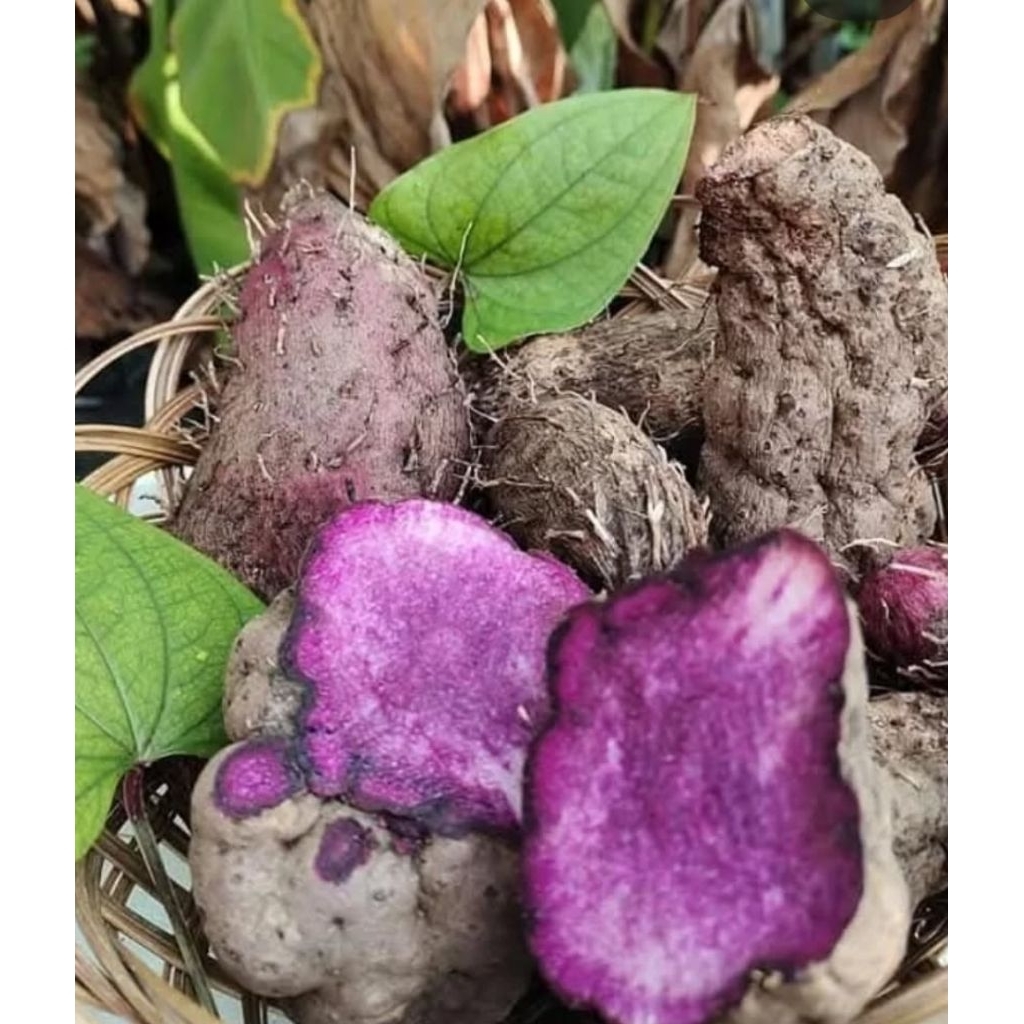 

UMBI UWI UNGU PULEN MEMPUR 1KG MANIS