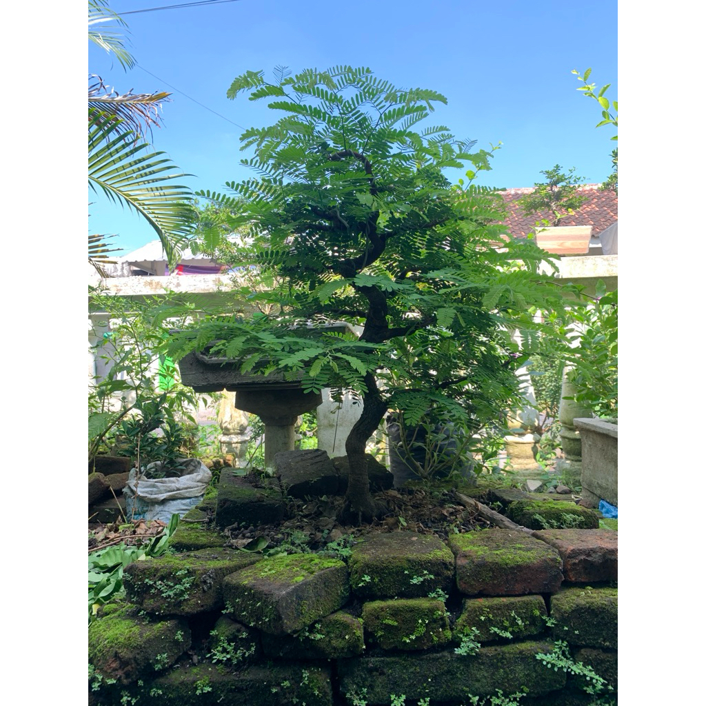bonsai asem