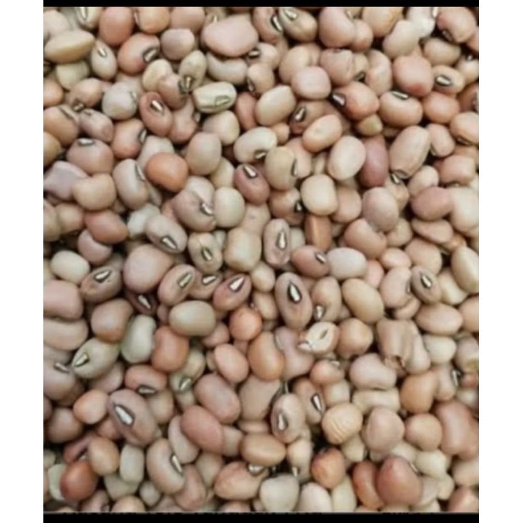 

kacang merah/ kacang Tunggak/kacang Tolo Jawa 500gram