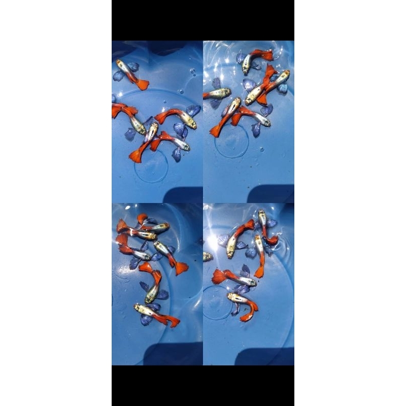 Hiasan Aquaspace Ikan Guppy PRTDE Indukan sepasang