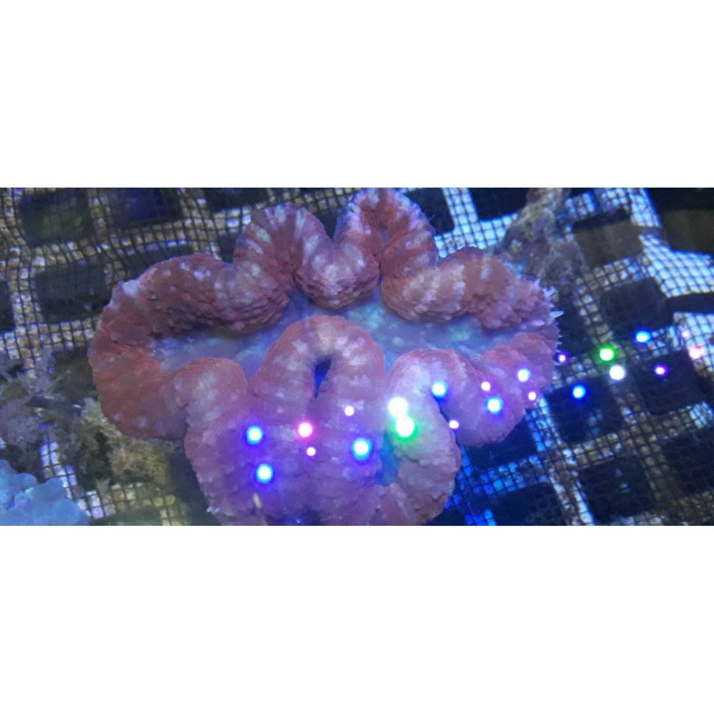 

SOFTCORAL KARANG LOBO MERAH BIG SIZE