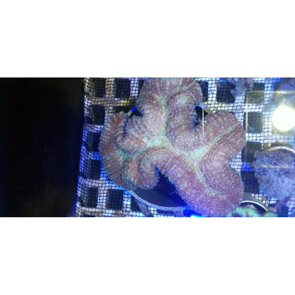

SOFTCORAL KARANG DAGING MERAH XL
