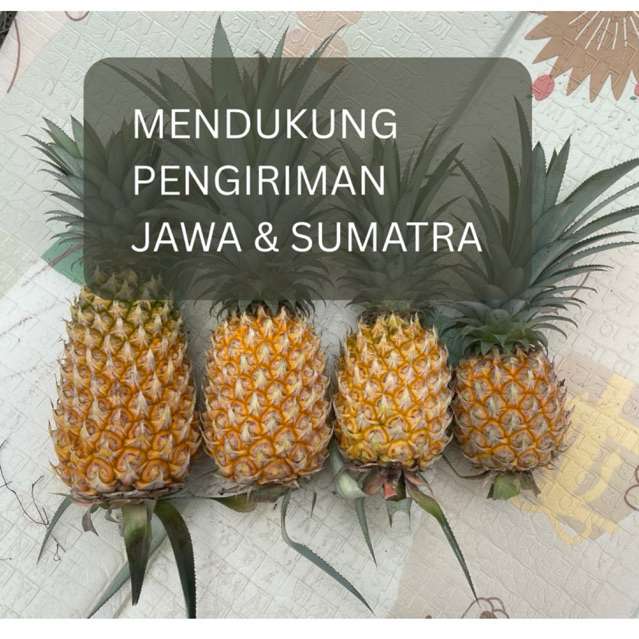 

[READY] TERMURAH!! Buah Nanas Grade Super Ukuran Jumbo Besar Kecil