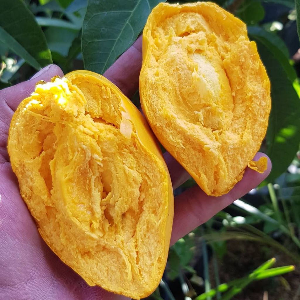 sawo alkesa | bibit sawo alkesa/mentega | bibit sawo mentega | kondisi rimbun-rimbun