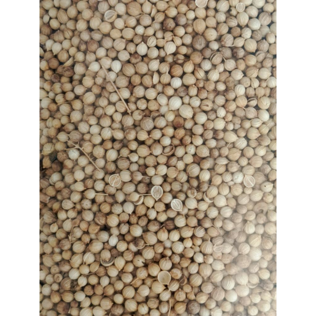 

ketumbar,biji ketumbar kualitas terbaik 1kg