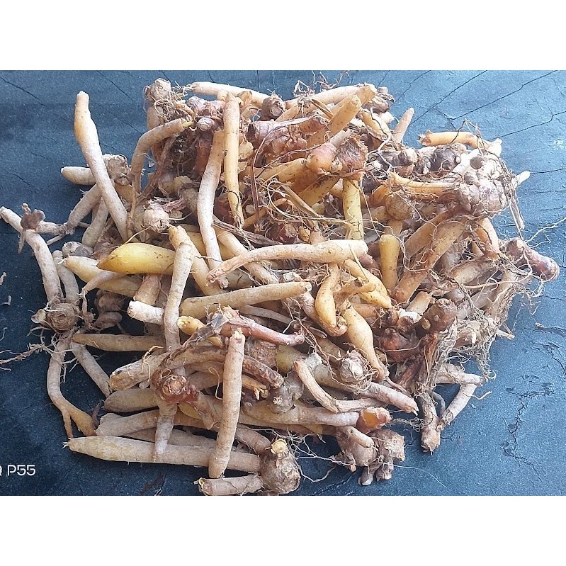 

1 Kg Temu Kunci / 500 Gram TemuKunci Segar