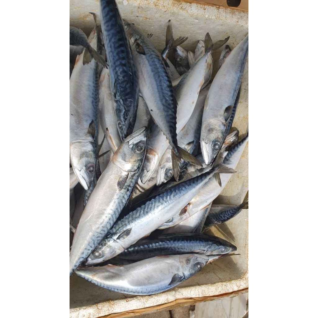 

Ikan Salem IQF Premium / Ikan Mackerel 1kg